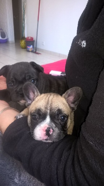 Du Clan Malachi - Chiots disponibles - Bouledogue français